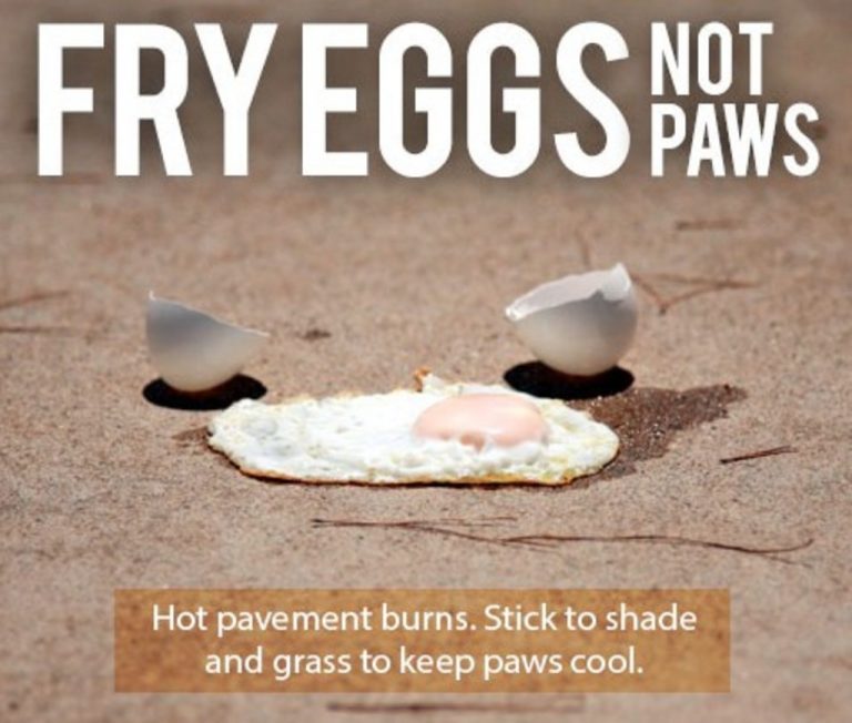 petsummersafetytipsavoidburningpaws Heart Arrow Veterinary