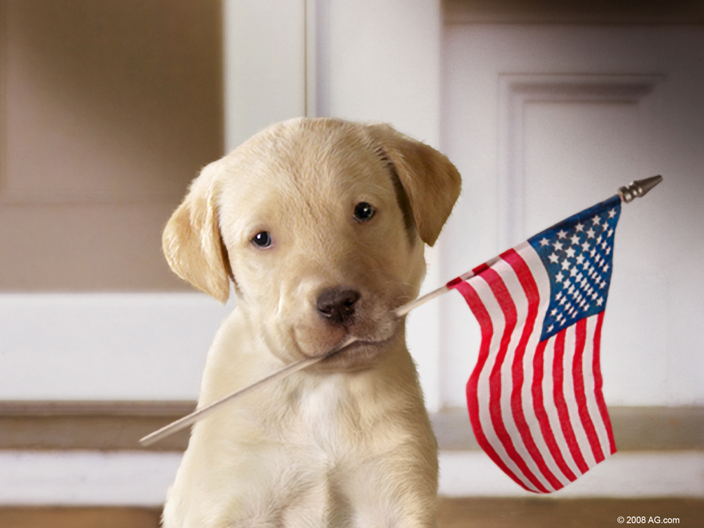 Celebrate Pet Safety this Memorial Day Heart Arrow Veterinary Service LLC