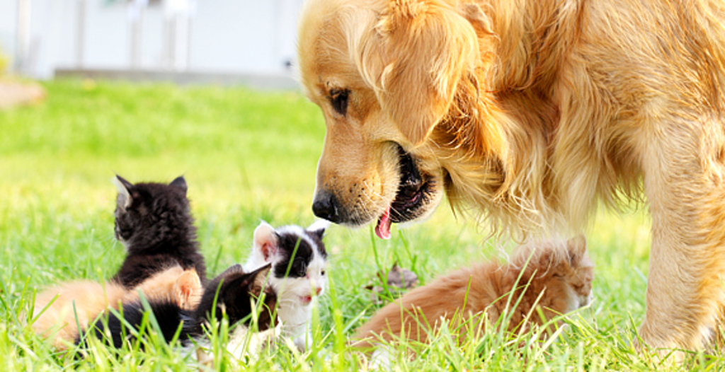 Pets vs pets. Позитивные эмоции животных. Баннер с животными. Домашние животные баннер. Фото баннер животные.