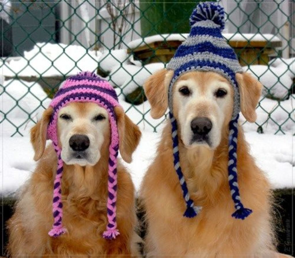 Собака в шапке зимой