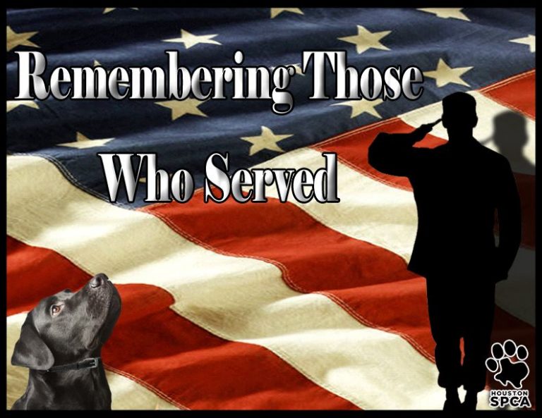 Celebrate Pet Safety this Memorial Day Heart Arrow Veterinary Service LLC