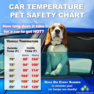 Dogs In Hot Cars and Other Summer Dangers – Heart Arrow Veterinary ...